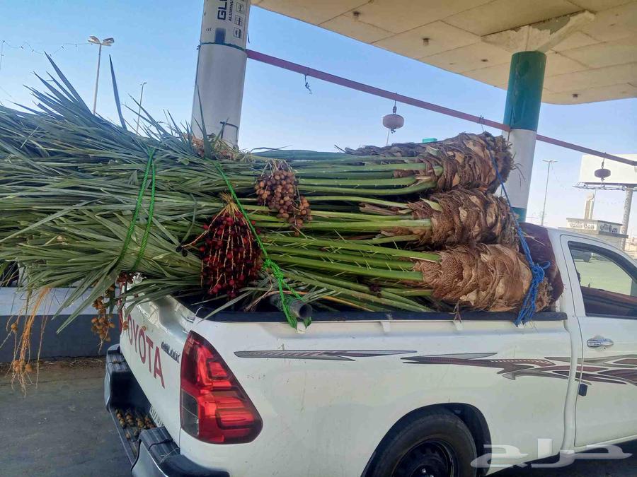 Date palms for sale in Mecca, Jeddah, Taif - date palms of all types and sizes64606262754818111