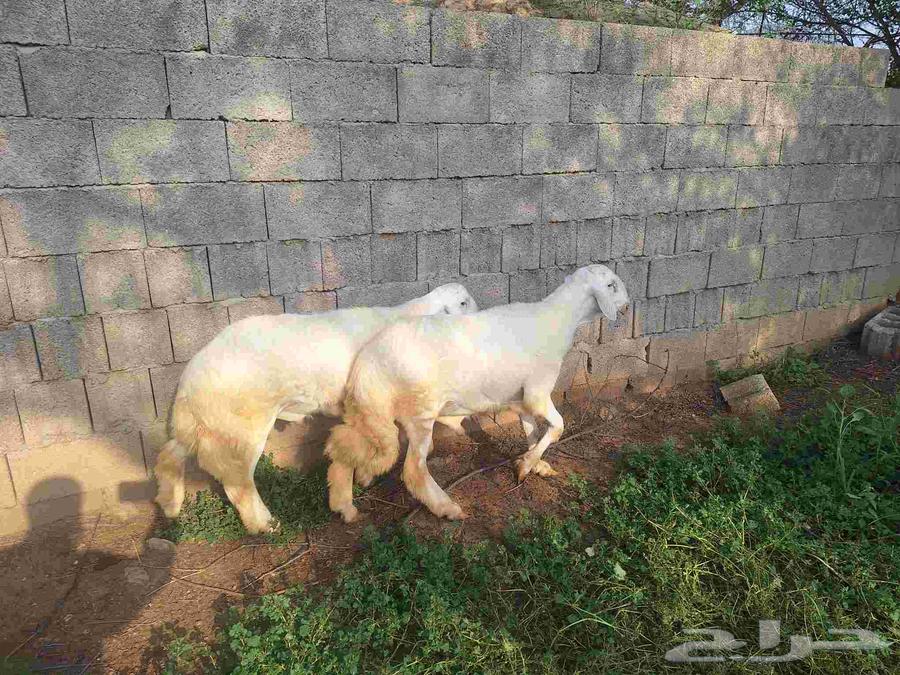 خرفان او طليان64611367873027112