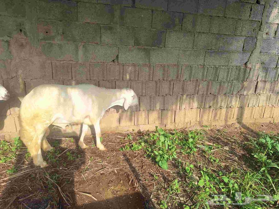 خرفان او طليان64611367873027110