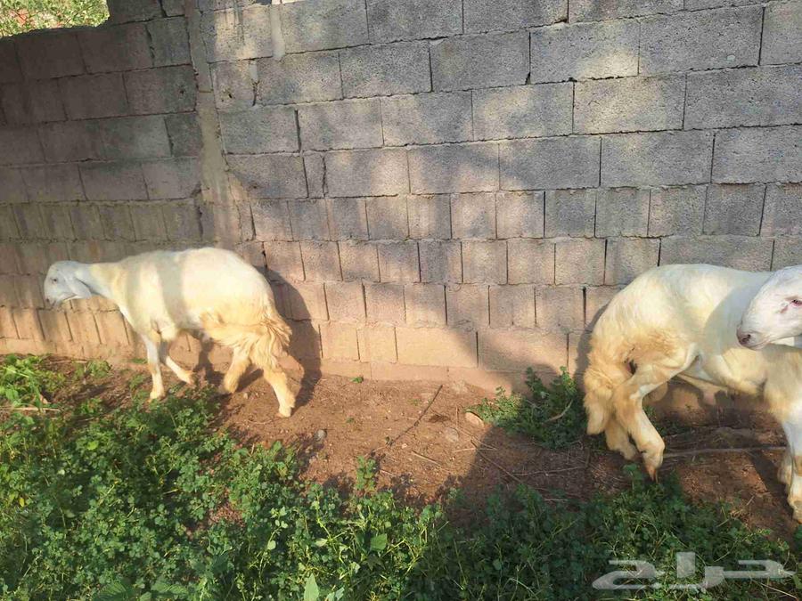 خرفان او طليان64611367873027111