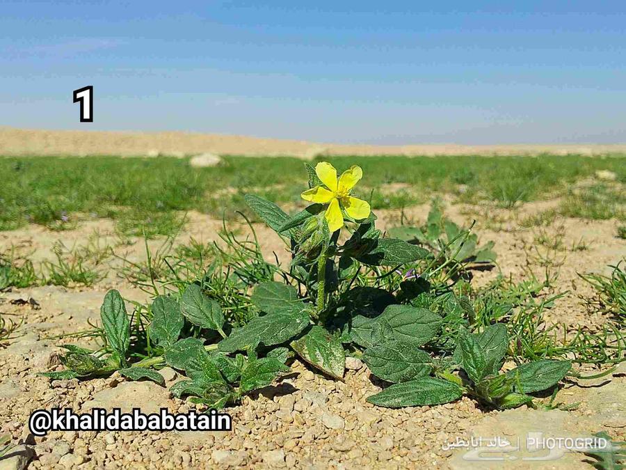 بذور الرقروق المنبتة للفقع الزبيدي64613325171203112