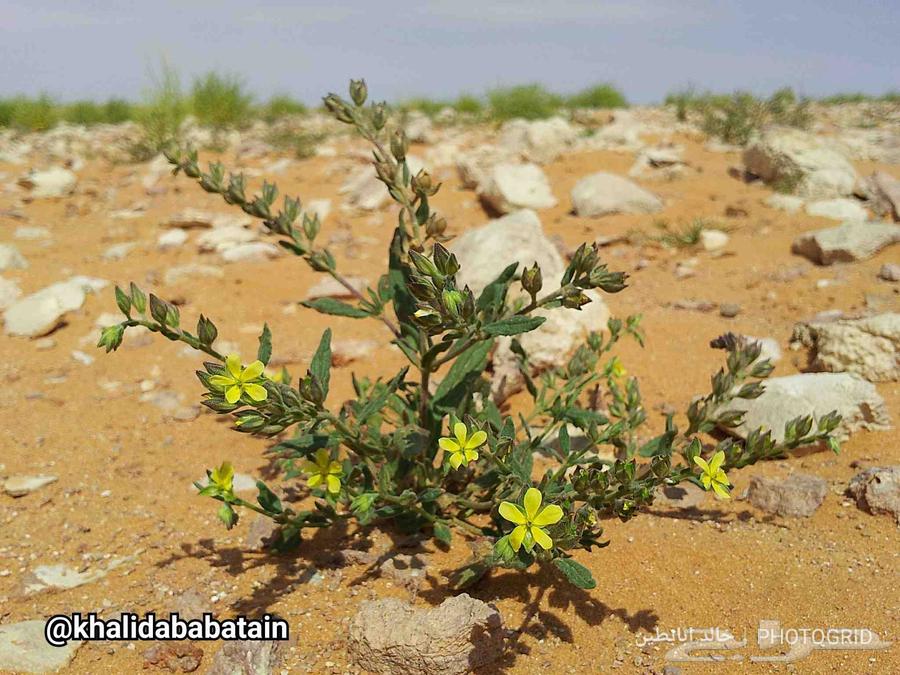 بذور الرقروق المنبتة للفقع الزبيدي64613325171203111
