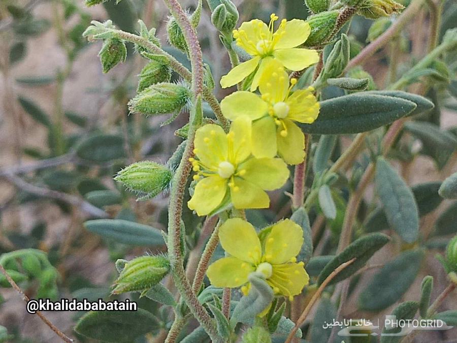 بذور الرقروق المنبتة للفقع الزبيدي64613325171203113