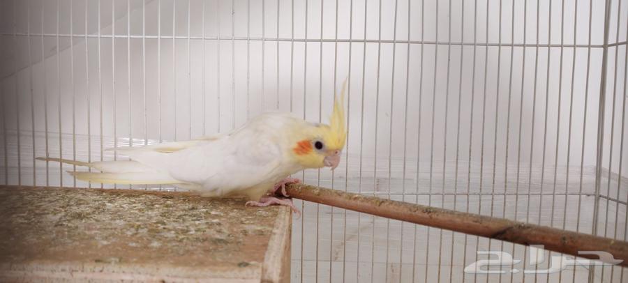 كروانات للبيع64609175734145113