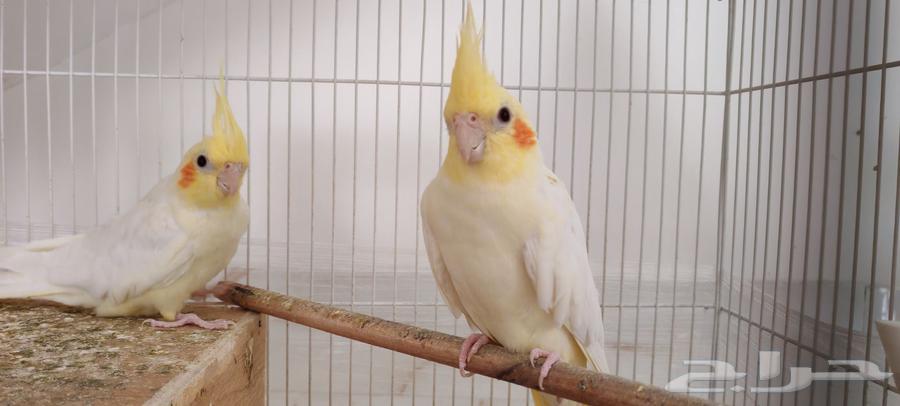 كروانات للبيع64609175734145112