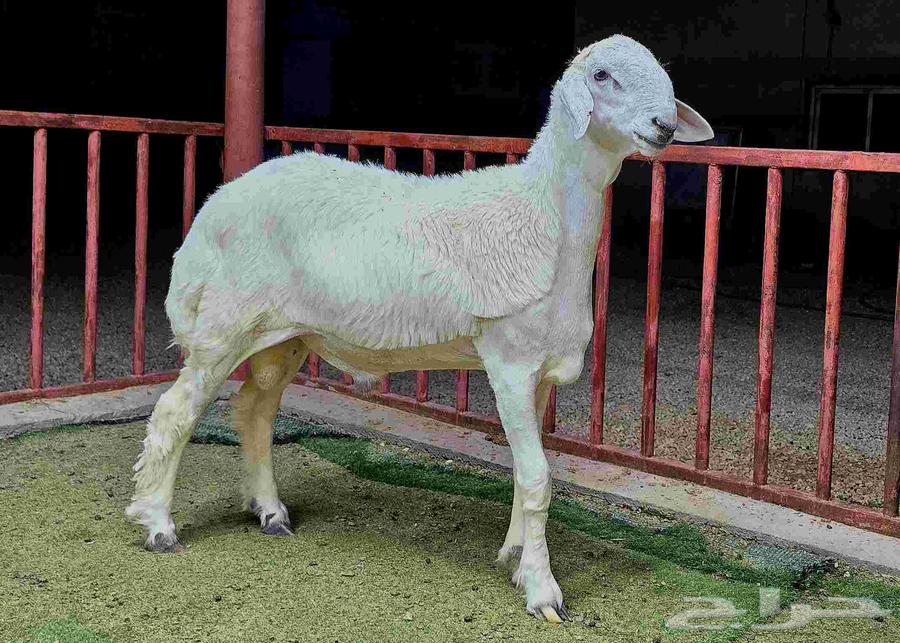 Breeding Roosters Projects for Sale, Different Categories64614496986753110