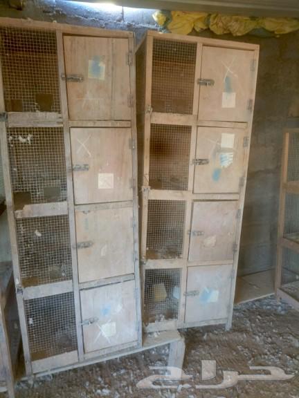 محاكر اربع اعين64609548382594111