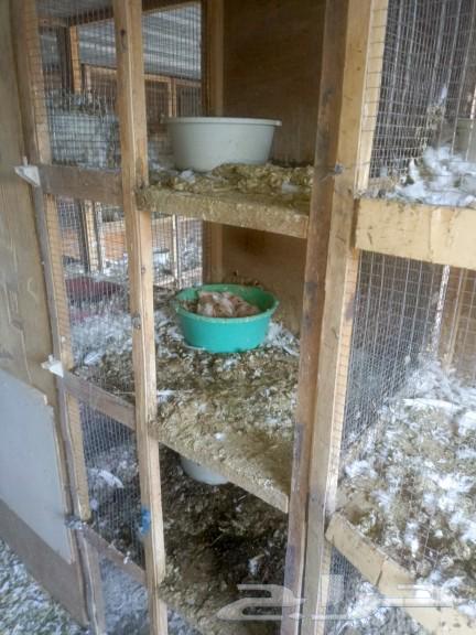 محاكر اربع اعين64609548382594114