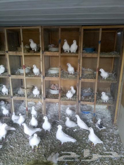 محاكر اربع اعين64609548382594113