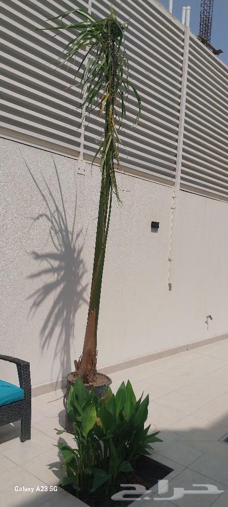 أبو ندا لتنسق حدائق64159964727810111