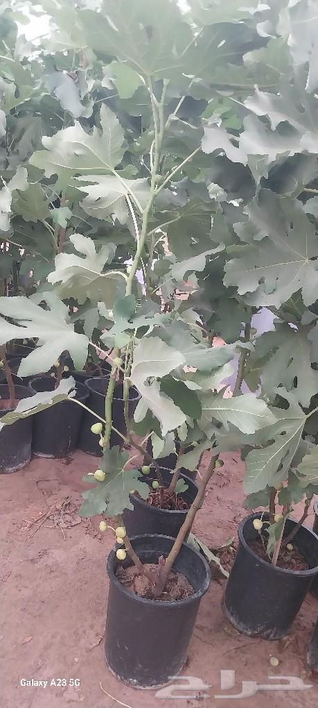 أبو ندا لتنسق حدائق64159964727810113