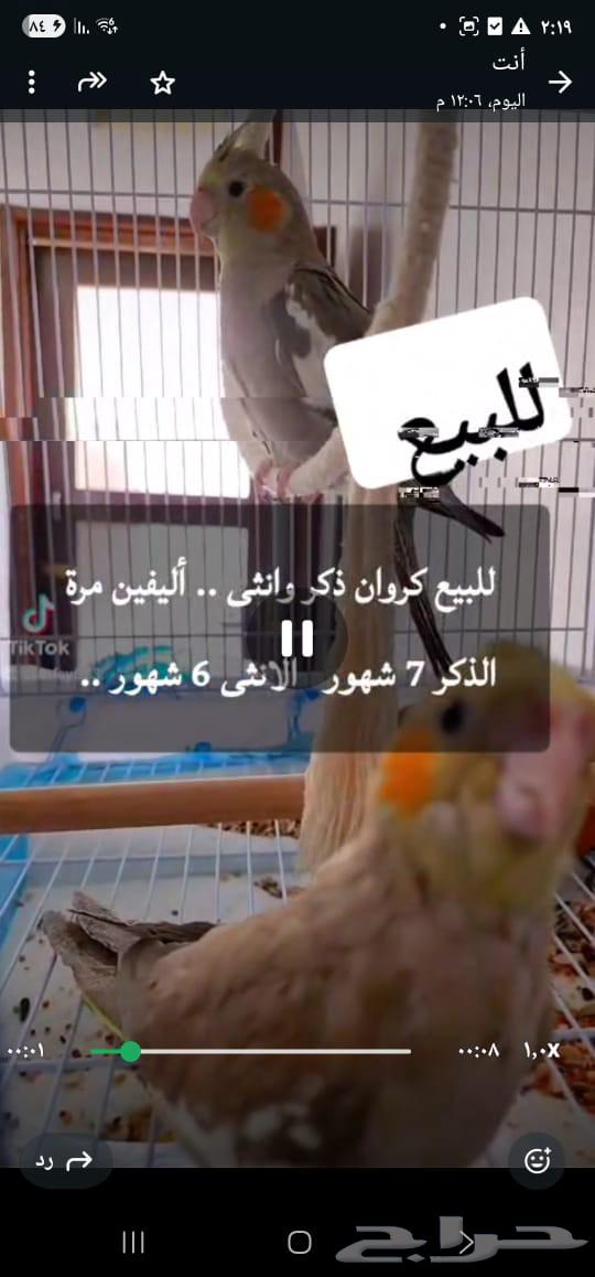 للبيع جوز كروان فروخ اليفة الذكر 7 شهور الانثى 6 شهور64610070712579110