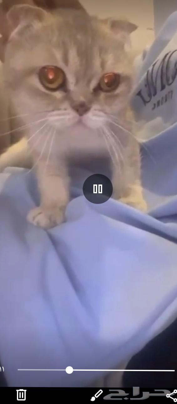 قطوه سكوتش للبيع64607047912835110