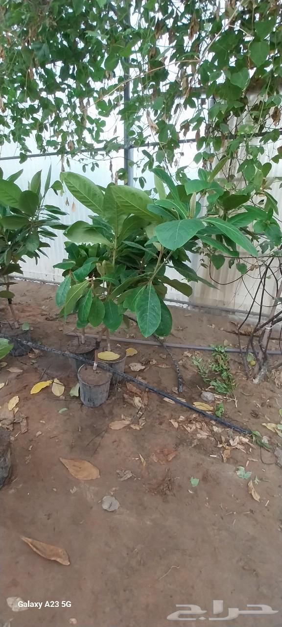 أبو ندا لتنسق حدائق64159964727810114