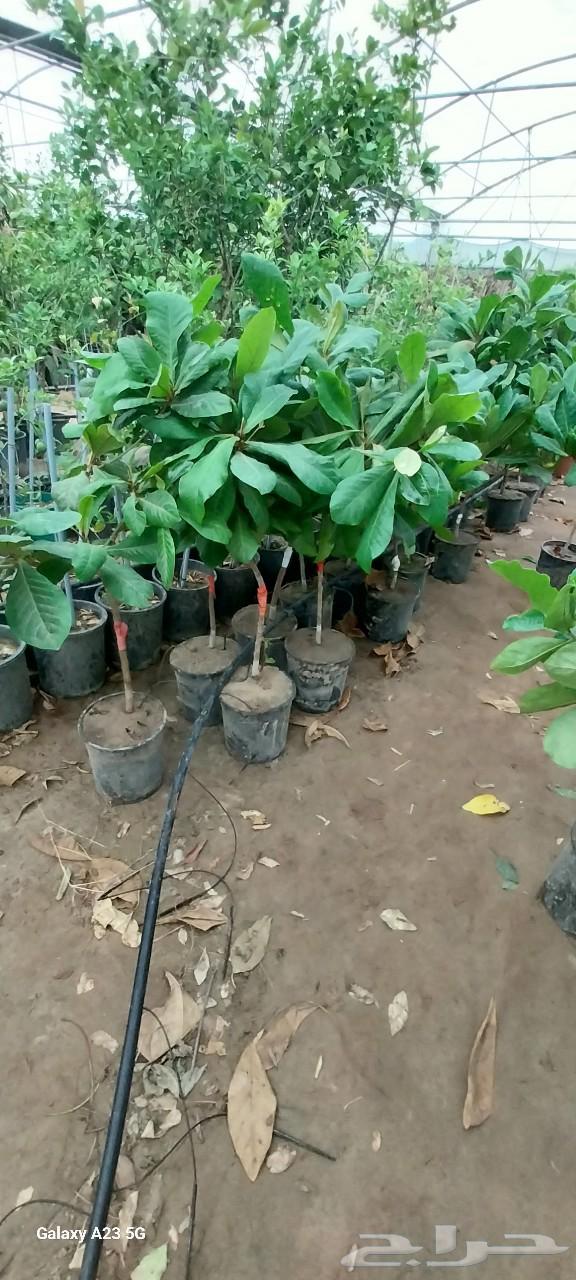 أبو ندا لتنسق حدائق64159964727810112