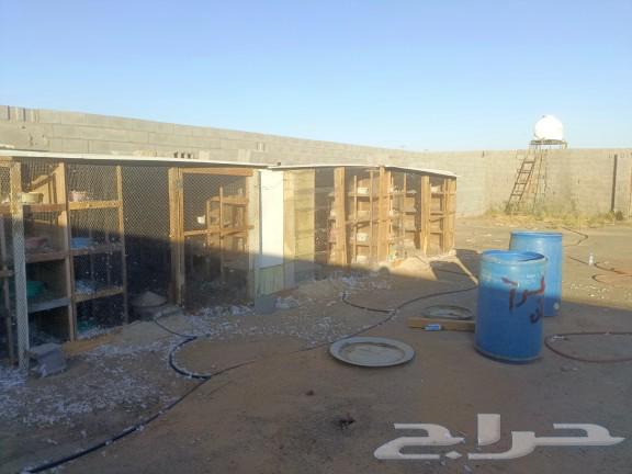 محاكر اربع اعين64609548382594112