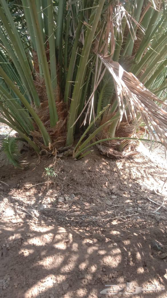 نخل طالع من المدينه اليوم علي البدع64608115760641111