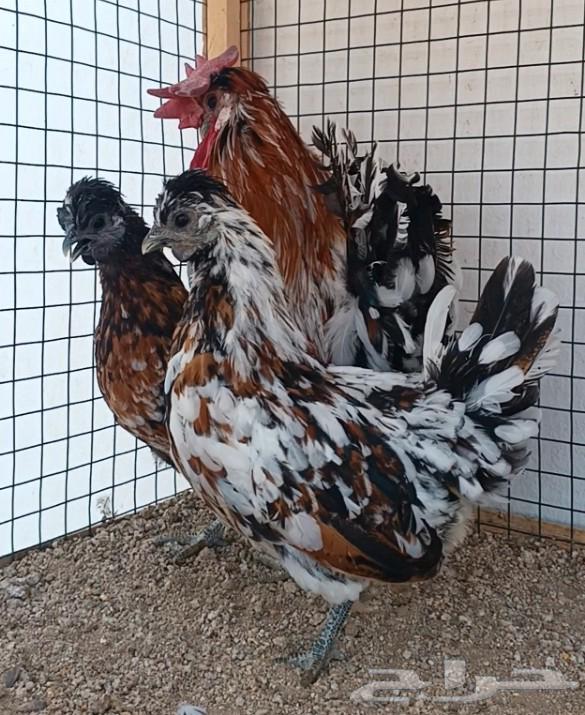 طقم حباحب مستوى ولون جميل ((( تم البيع )))64612139693826110