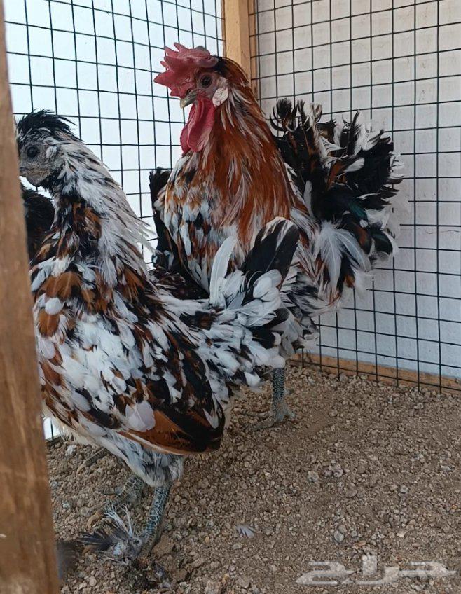 طقم حباحب مستوى ولون جميل ((( تم البيع )))64612139693826112