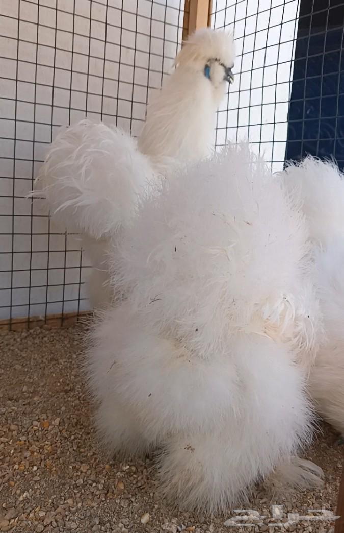 Cotton Chicken Set ((( Sold )))64591936928897112