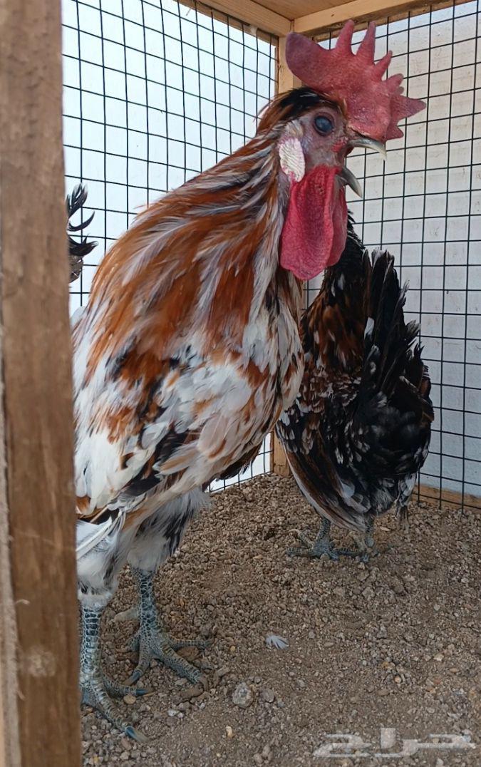 طقم حباحب مستوى ولون جميل ((( تم البيع )))64612139693826114