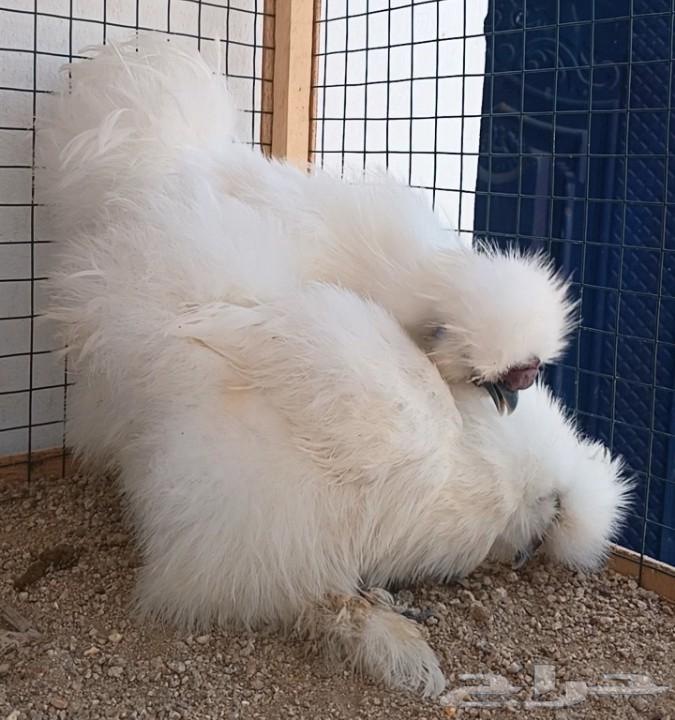 Cotton Chicken Set ((( Sold )))64591936928897114