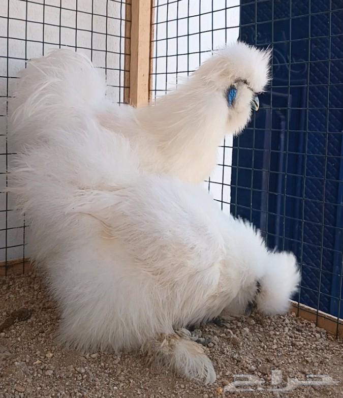 Cotton Chicken Set ((( Sold )))64591936928897110