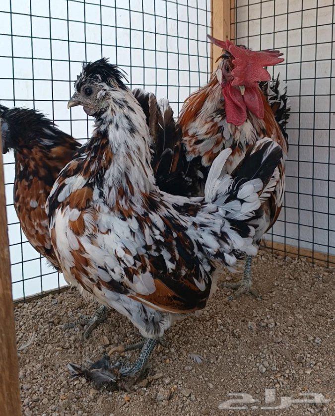 طقم حباحب مستوى ولون جميل ((( تم البيع )))64612139693826113