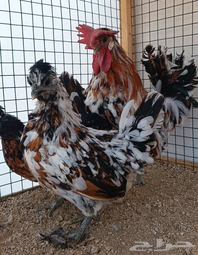 طقم حباحب مستوى ولون جميل ((( تم البيع )))64612139693826111