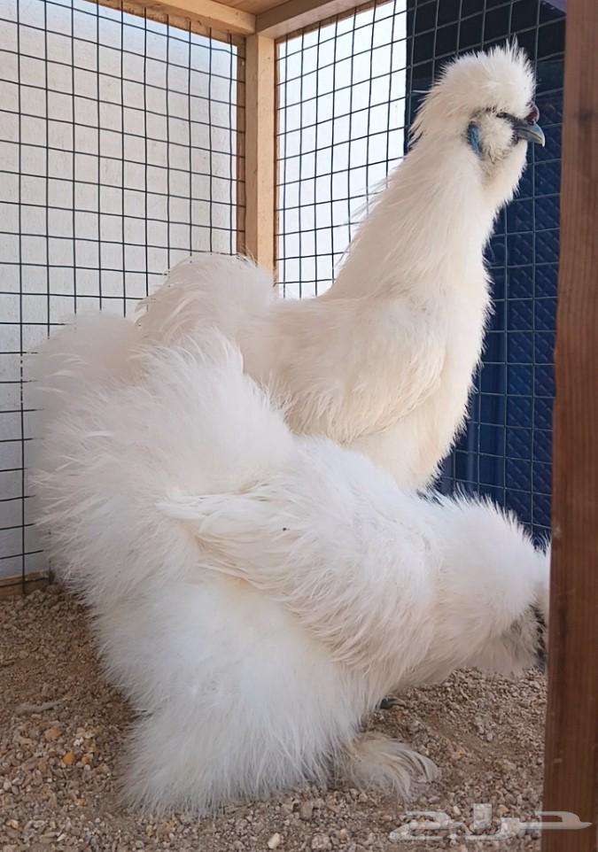 Cotton Chicken Set ((( Sold )))64591936928897111