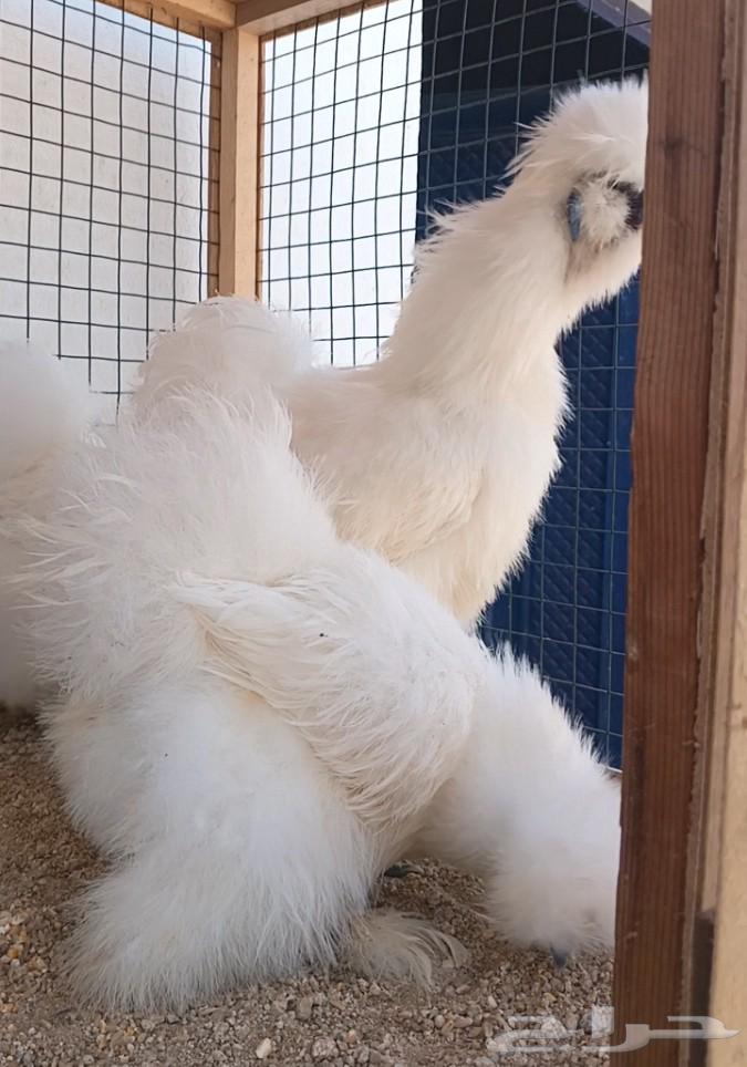 Cotton Chicken Set ((( Sold )))64591936928897113