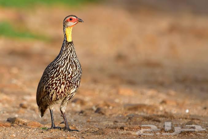 للبيع فروخ حجل الفرانكلين يلونيك(تم البيع)64615128017666114