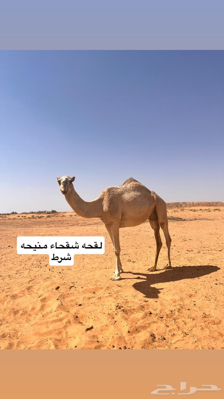 ابل للبيع العدد 464610244224897111