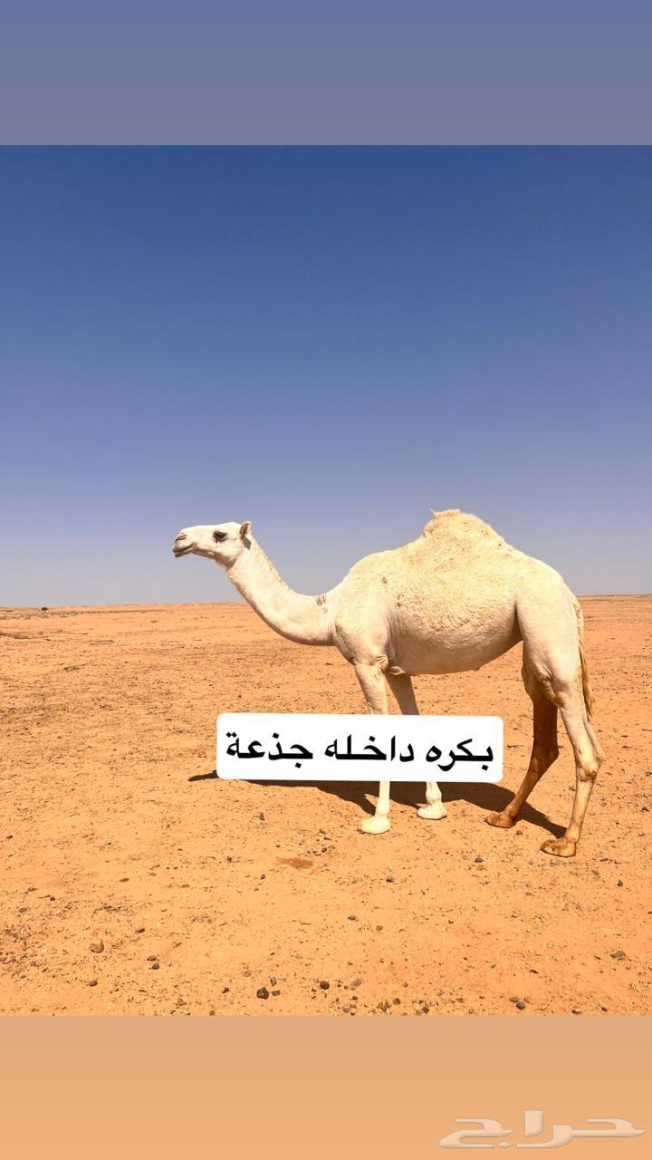 ابل للبيع العدد 464610244224897112