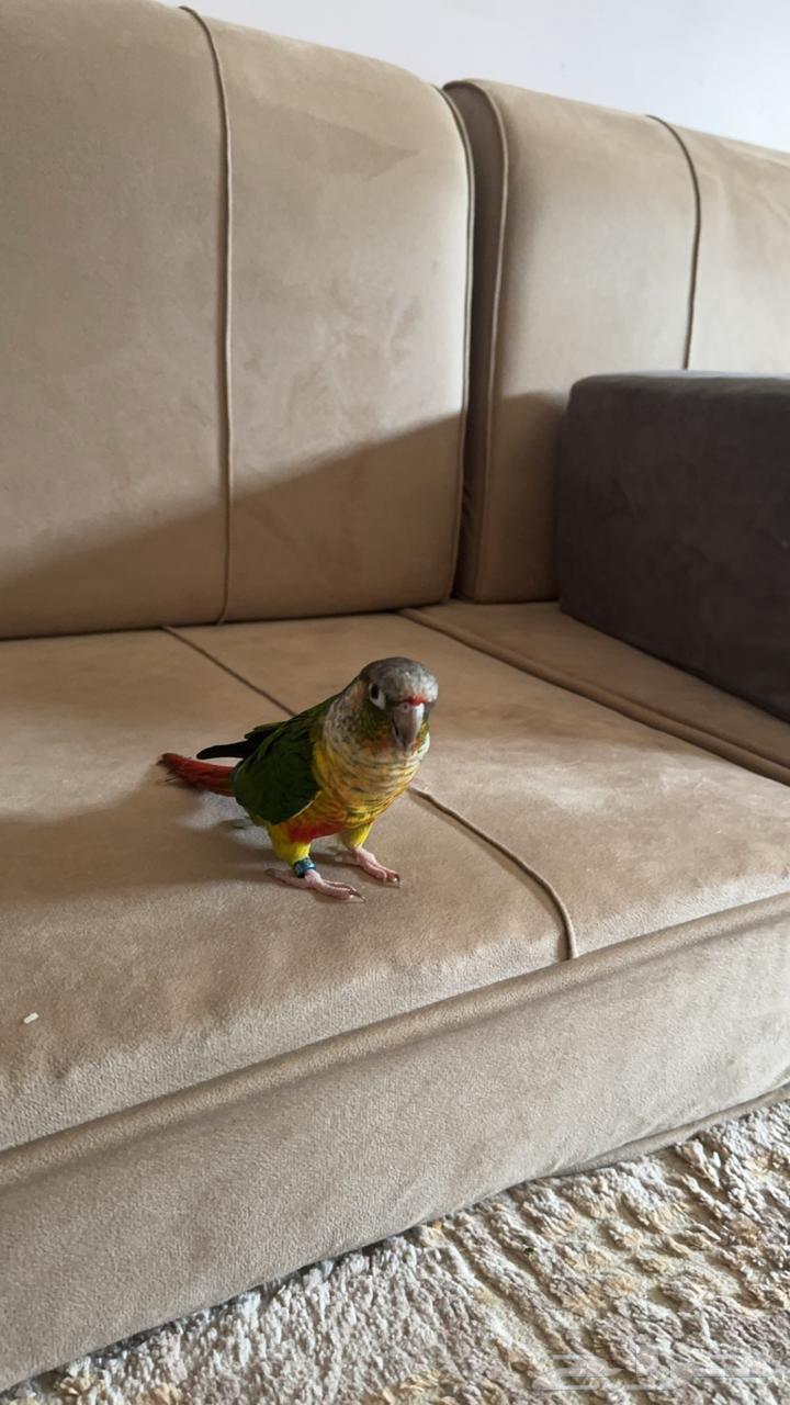 كنيور يلو سايد للبيع64537310007939110