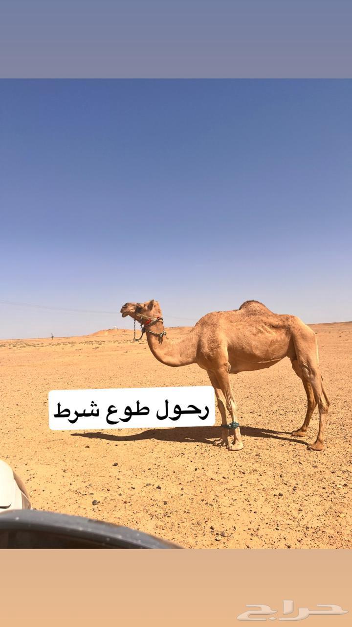 ابل للبيع العدد 464610244224897110