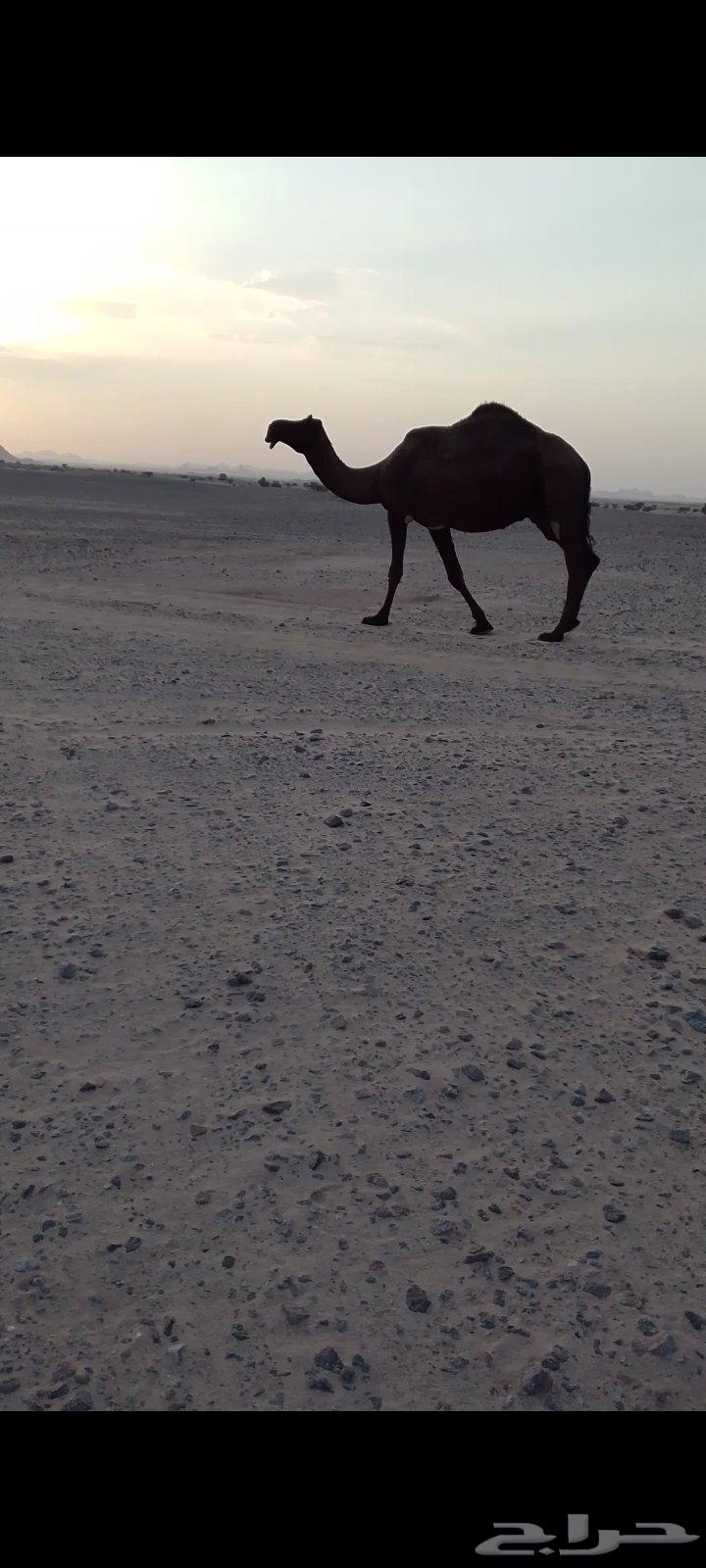 للبيع ناقه كفو64613251694465110