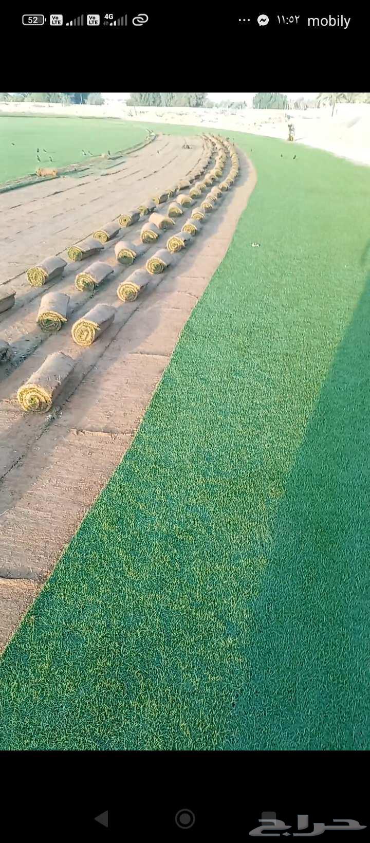 ثيل طبيعي ياباني وفرنسي وسي درجه اولى رقم واحد64610330464257110