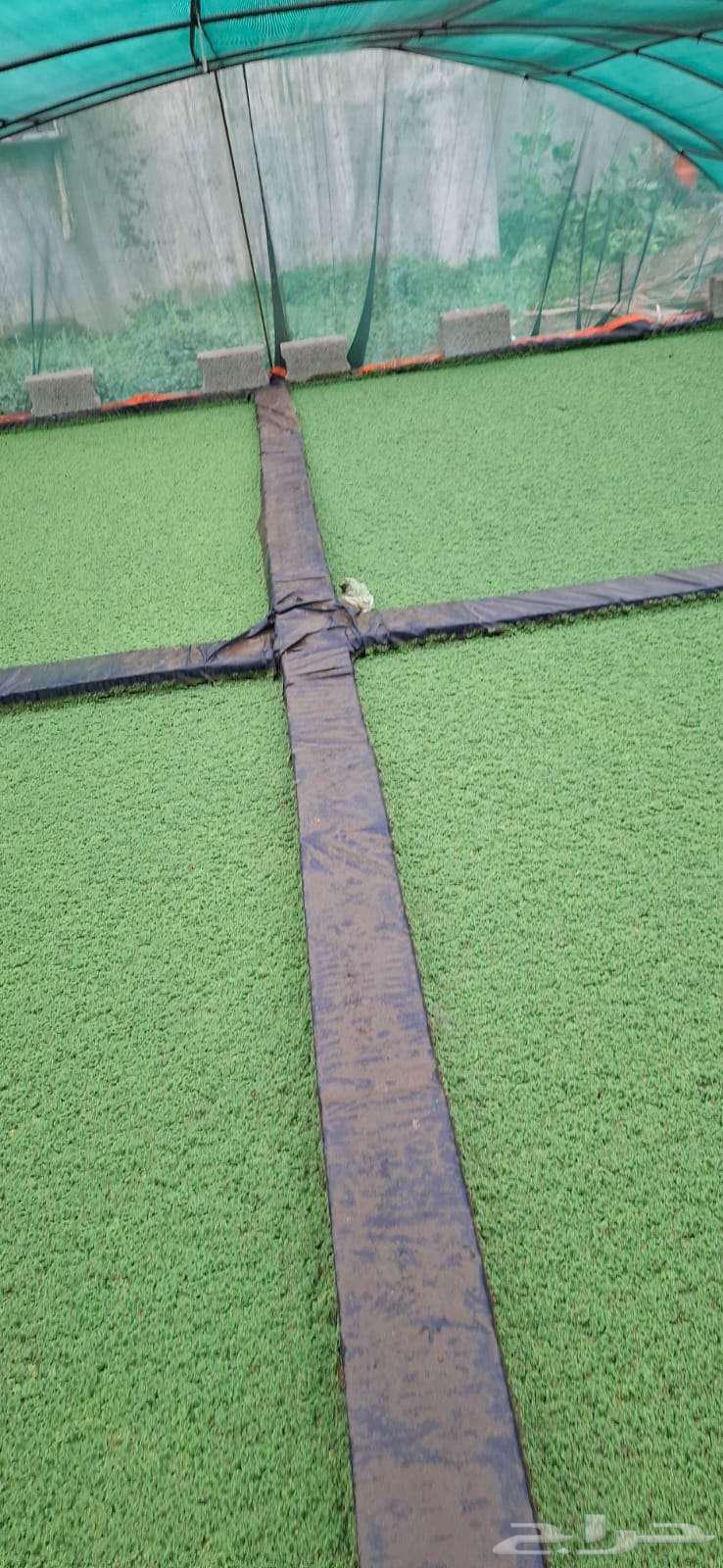 ازولا للبيع64607097489922111