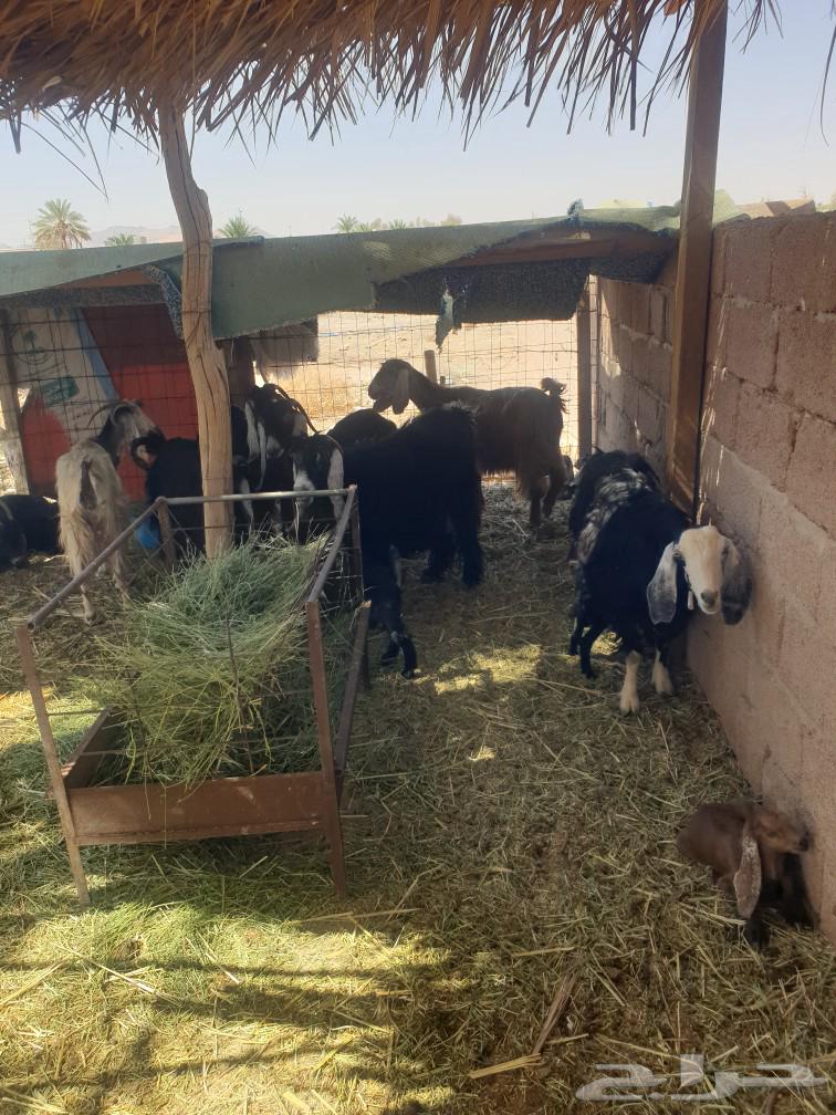 سبع معزى مواليد64609324161025113