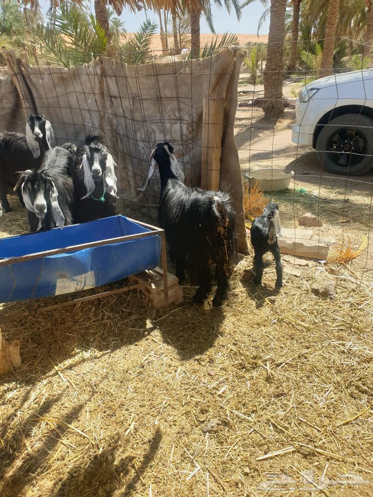 سبع معزى مواليد64609324161025111