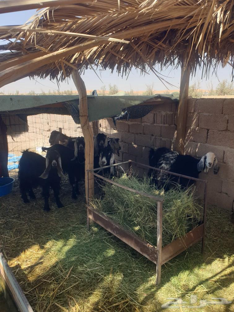 سبع معزى مواليد64609324161025112