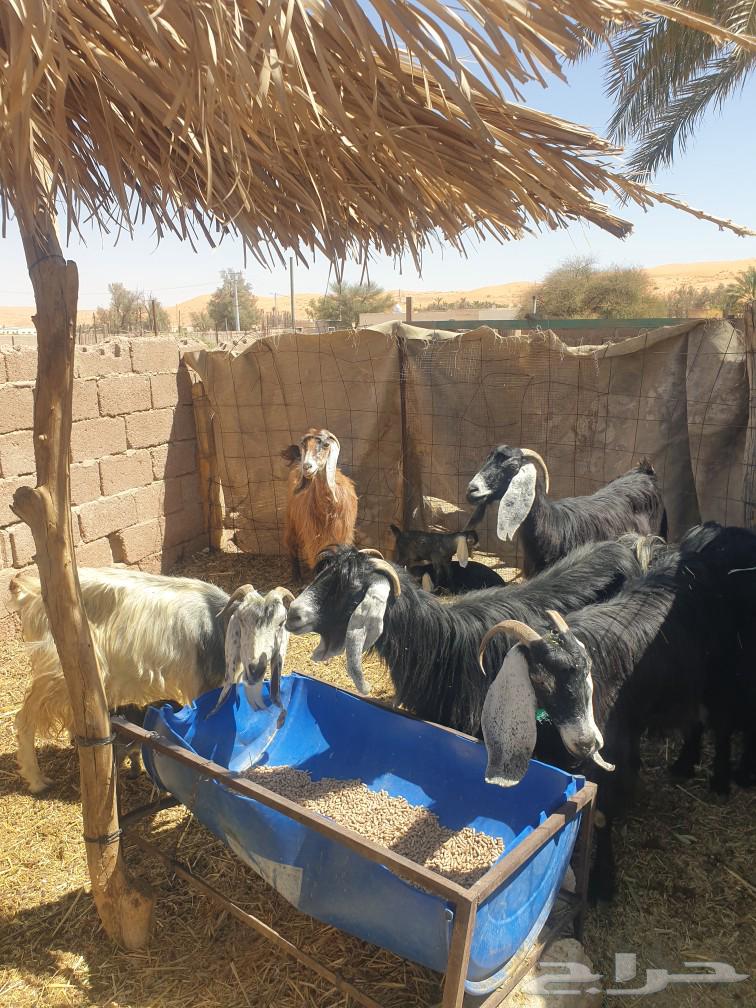 سبع معزى مواليد64609324161025110