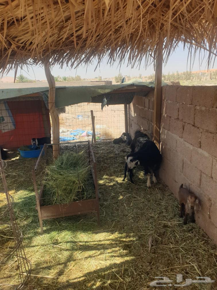 سبع معزى مواليد64609324161025114