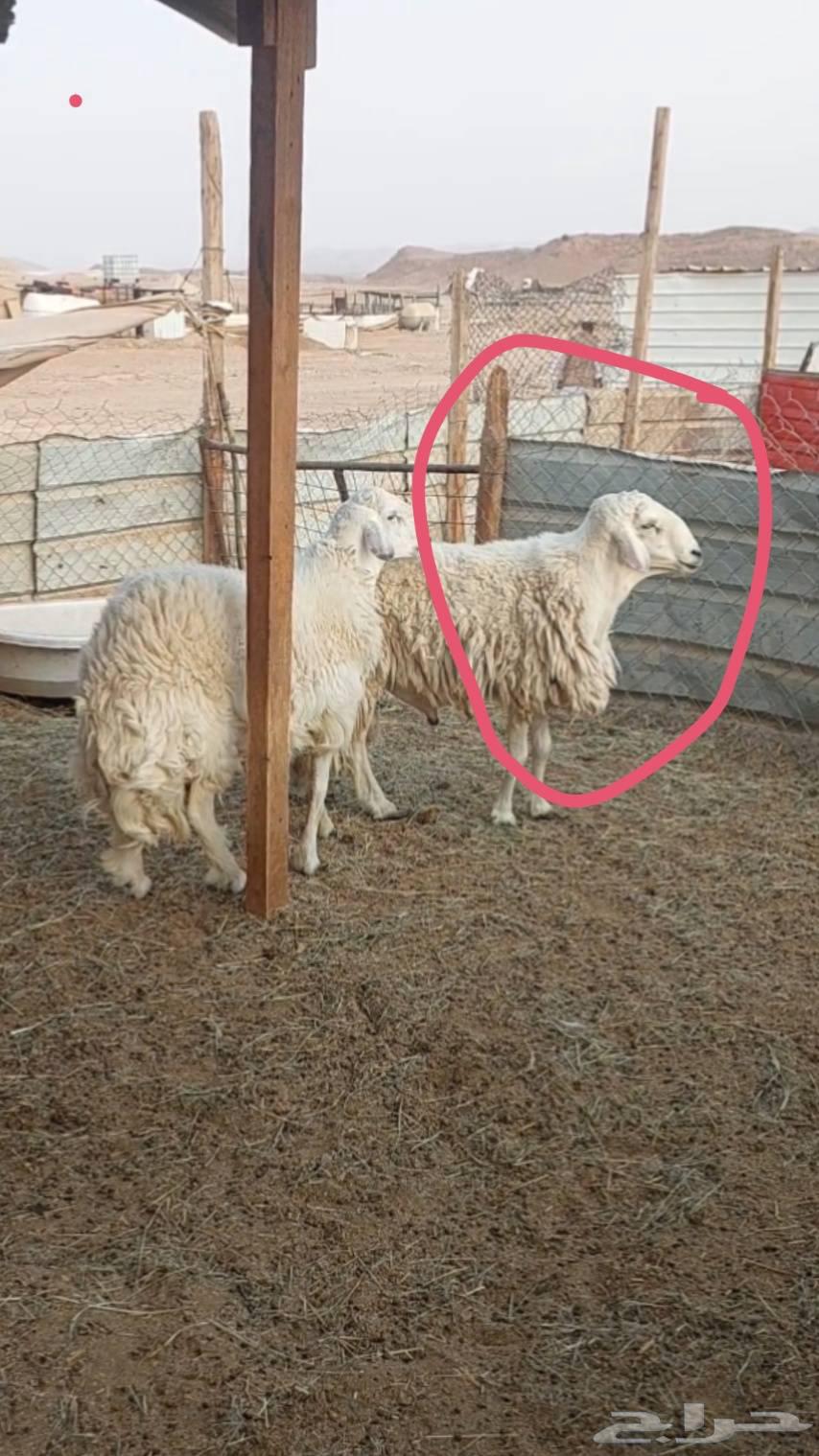 Stallion for sale with production image64611380344833111