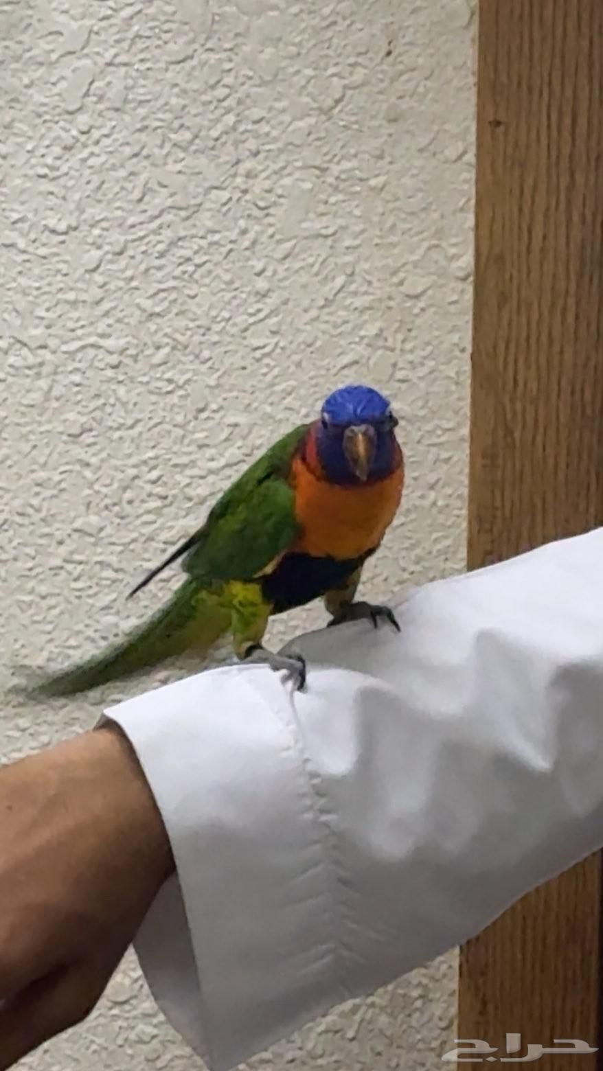 Lori, playful and gender-unknown, 4 months old, for sale, price 1300 SAR64612375788802110