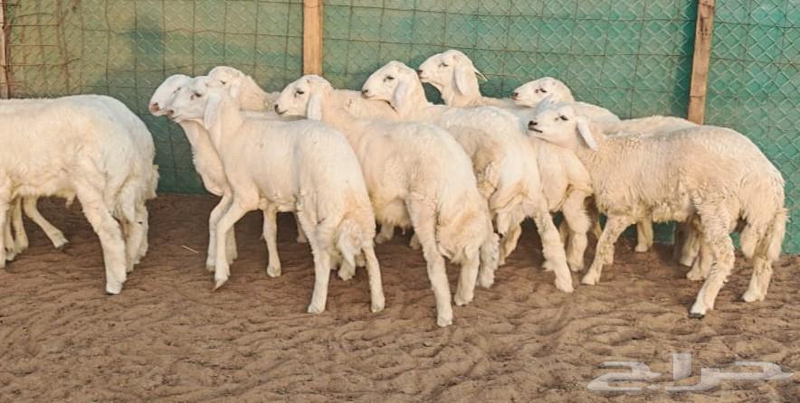 طليان حرية صافية ومقفلة شحم ولحم64614658522754114