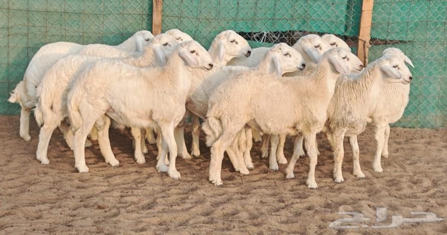 طليان حرية صافية ومقفلة شحم ولحم64614658522754111