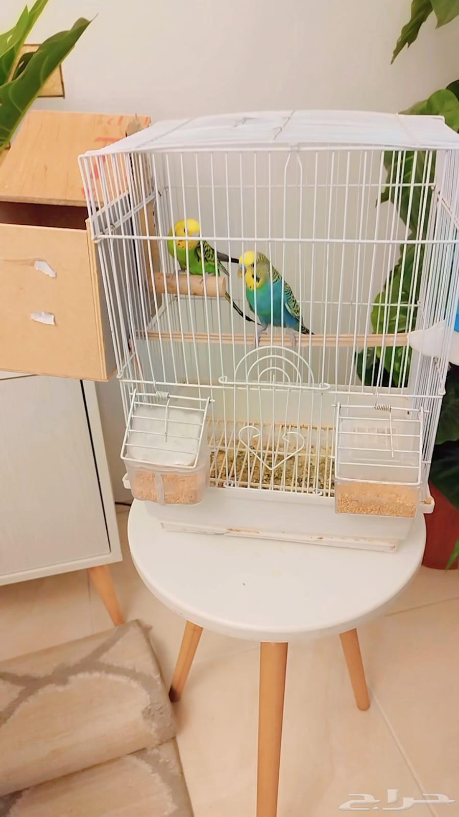 للبيع جوز بادجي نظيف منتج D264613777719809114