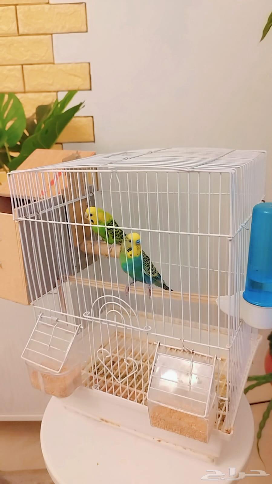 للبيع جوز بادجي نظيف منتج D264613777719809111